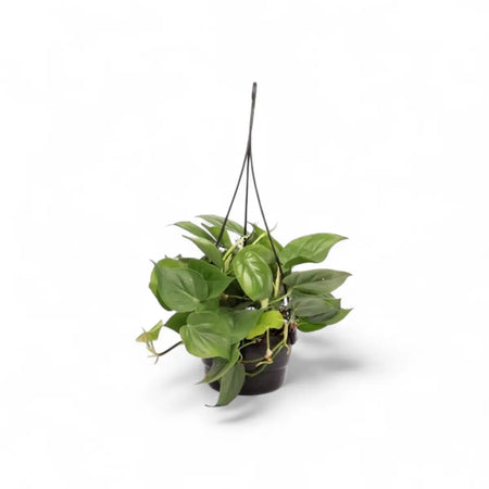 Philodendron Scandens in Hanging Basket (16cm)