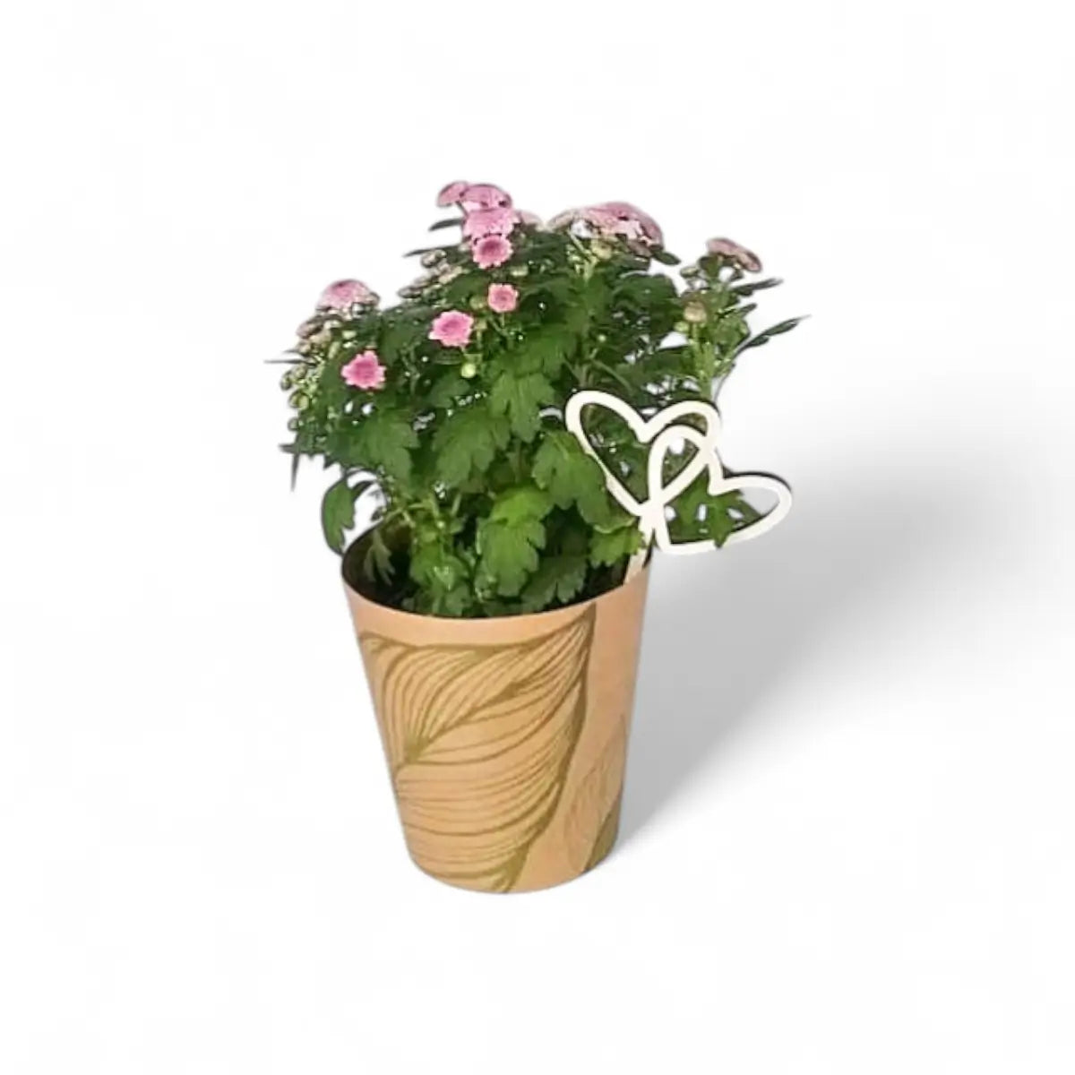 Chrysanthemum Smarties in Pot Cover (12cm)