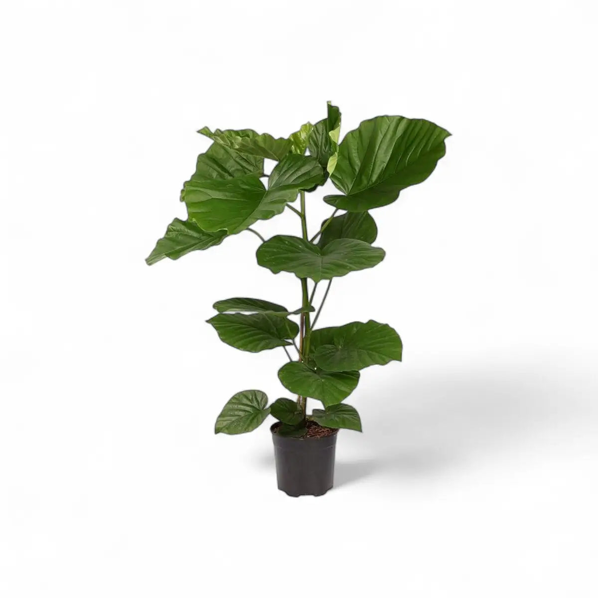 Ficus Umbellata (19cm)