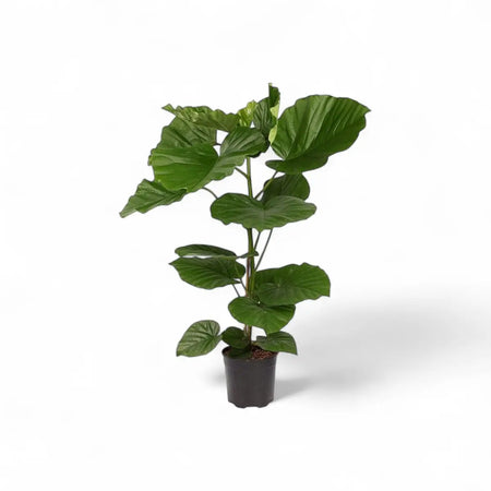 Ficus Umbellata (19cm)
