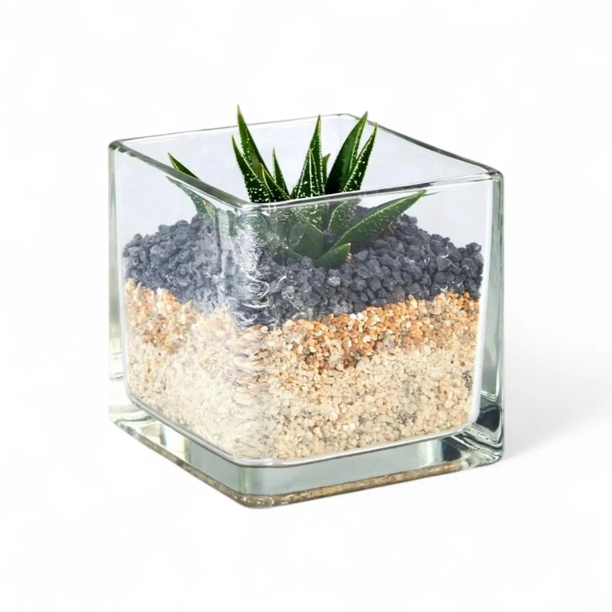 Succulent Glass Cube Terrarium (8cm)