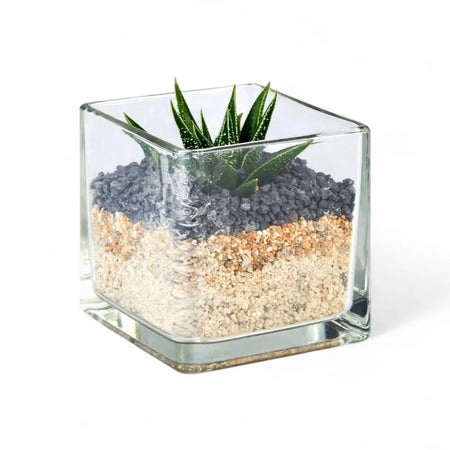 Succulent Glass Cube Terrarium (8cm)