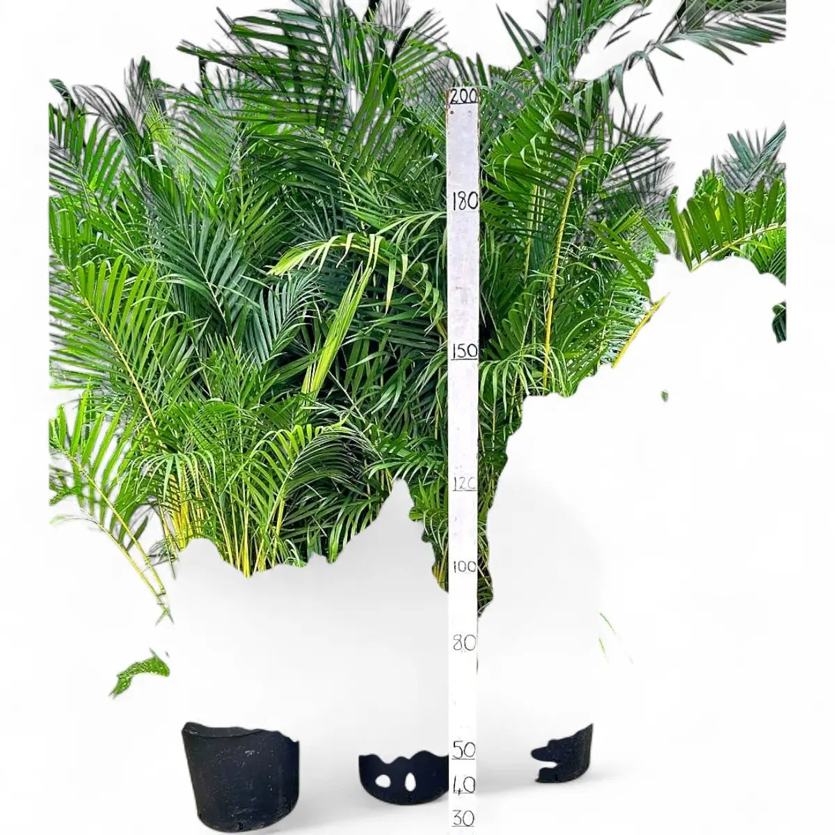 Bamboo Palm (43cm)
