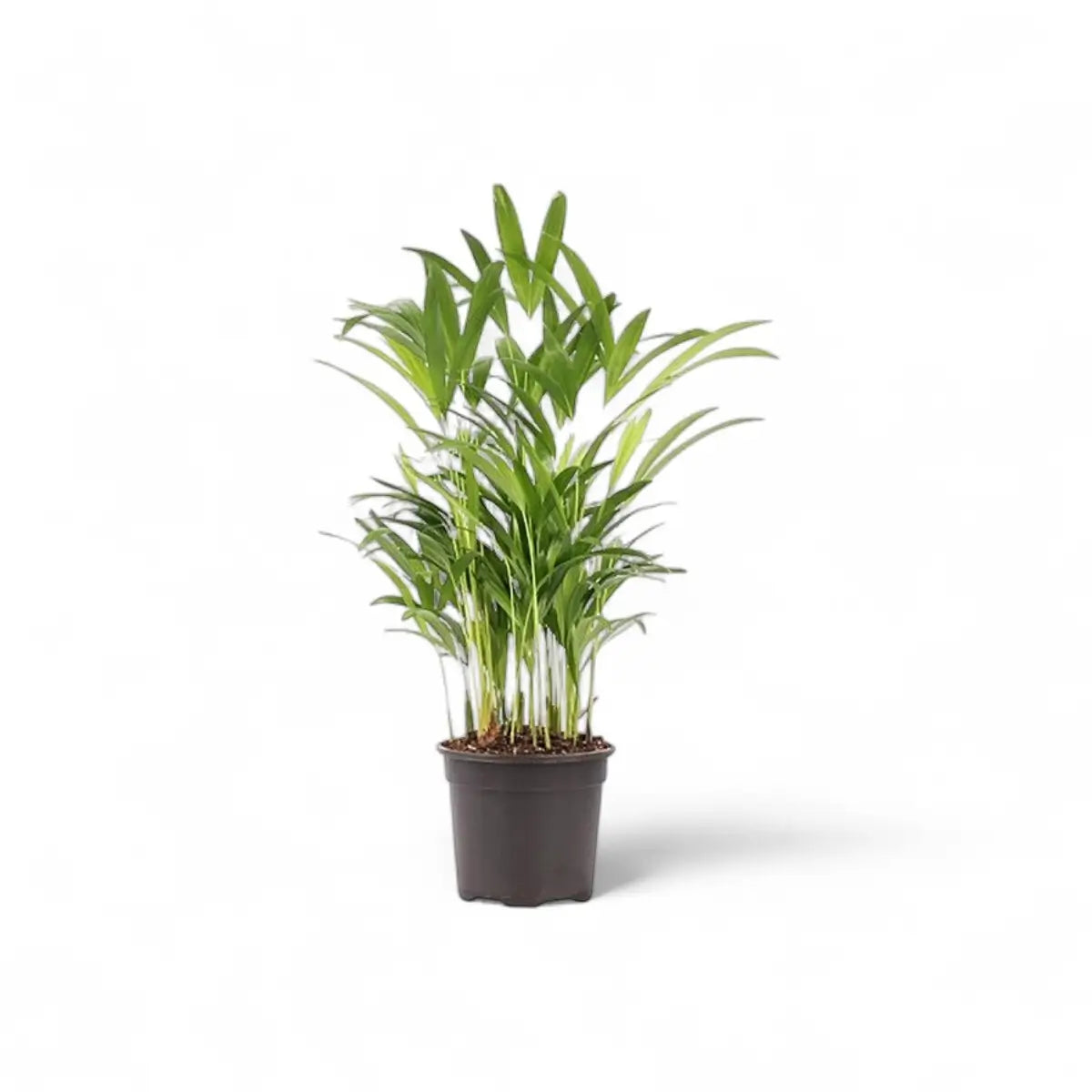Areca Bamboo Palm / Dypsis (16.5cm)