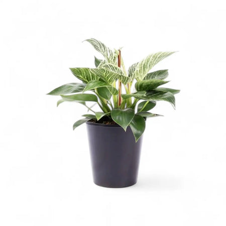 Philodendron Fuse (14cm)