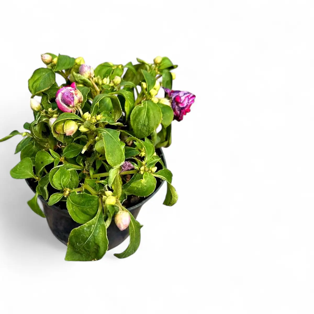 Impatiens Glimmer Burgundy (17cm)