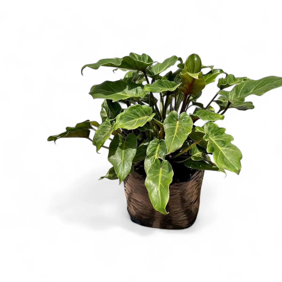 Philodendron Xanadu (30cm)