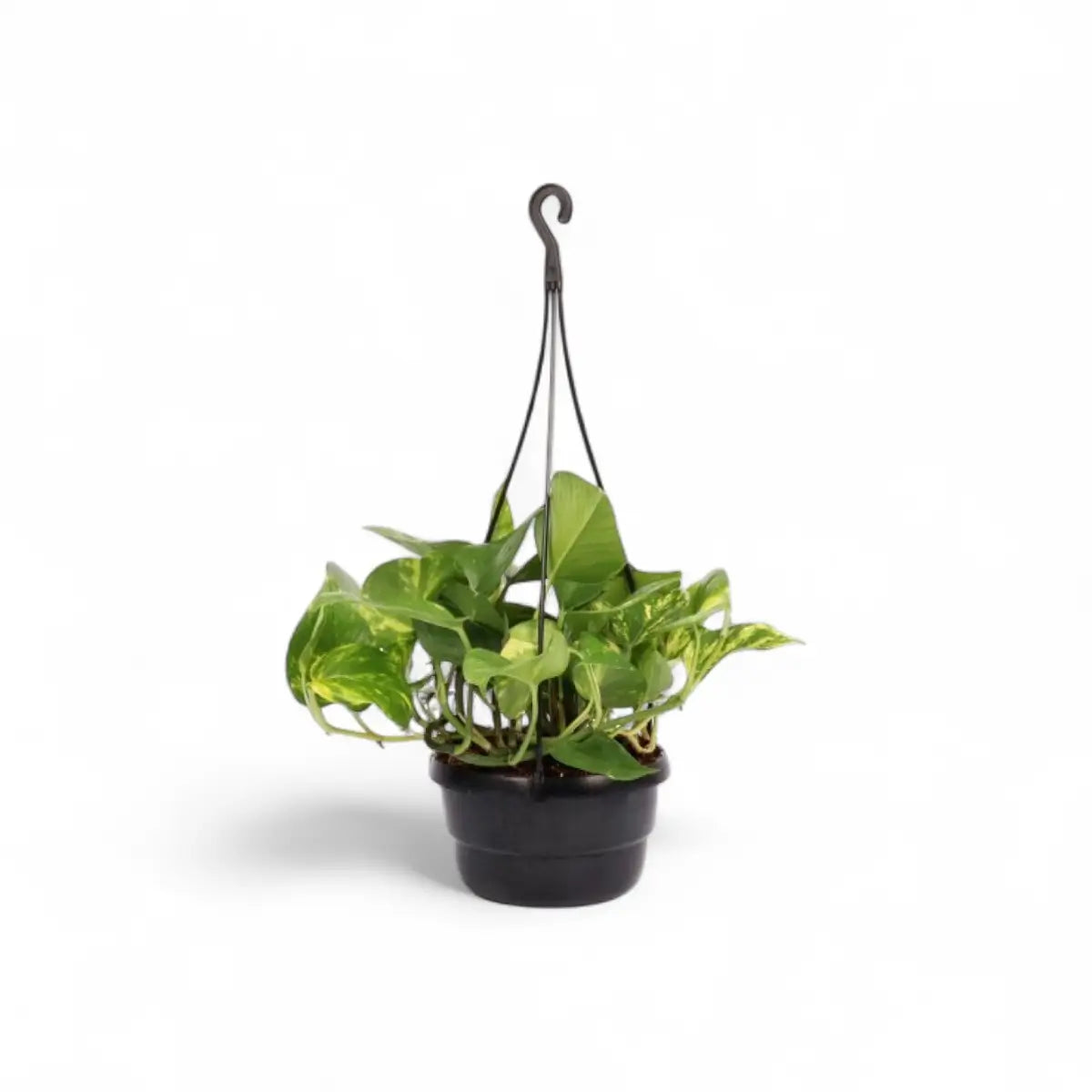 Scindapsus Aureus in Hanging Basket (16cm)