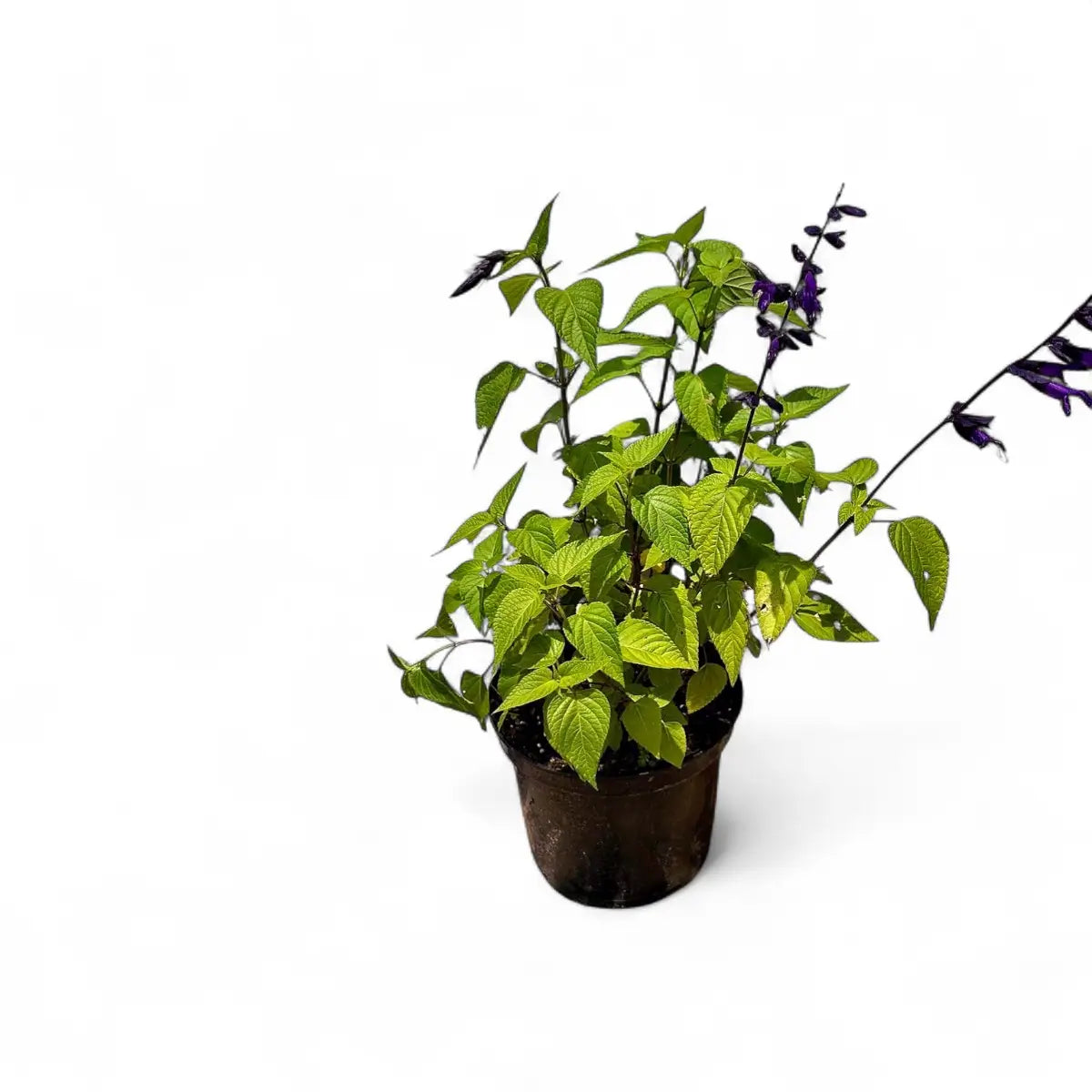 Salvia Guaranitica Purple & Bloom (17cm)