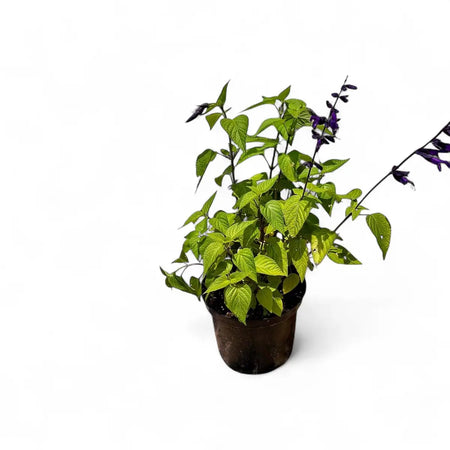 Salvia Guaranitica Purple & Bloom (17cm)