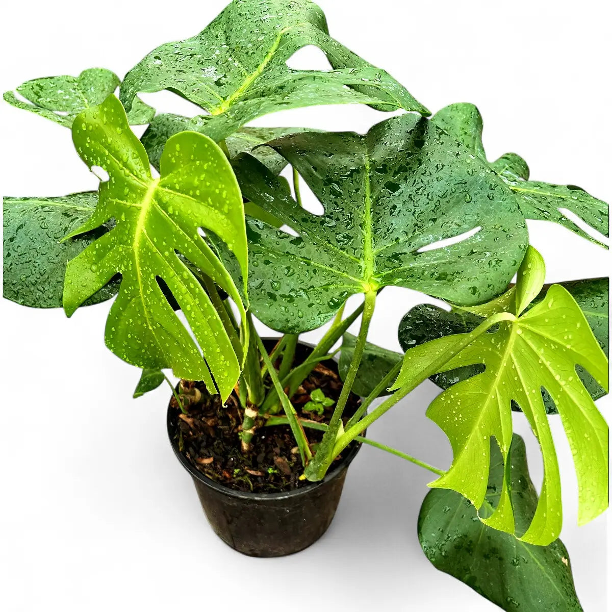 Philodendron Monstera (23cm)