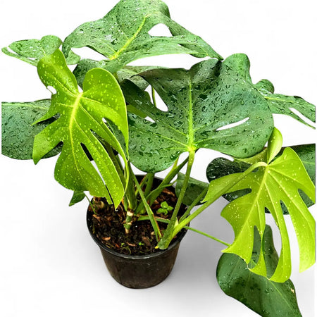Philodendron Monstera (23cm)