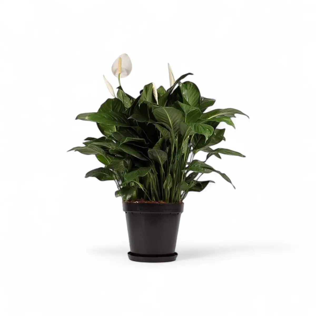 Spathiphyllum Peace Lily - 2 Plants (30cm)