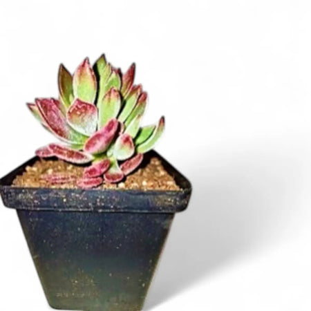 Echeveria Devotion (10cm)