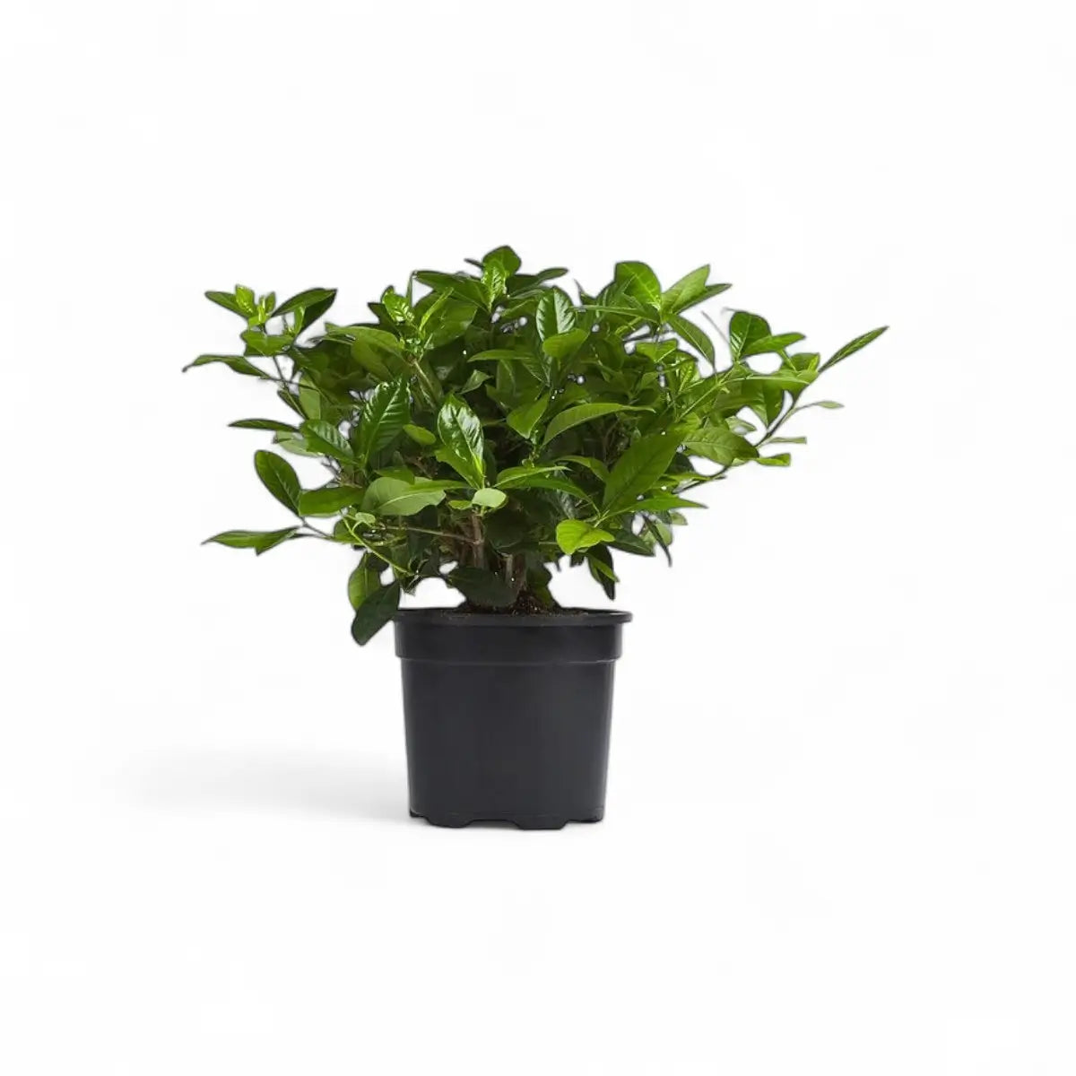 Gardenia Bush (16.5cm)