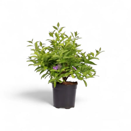 Brunfelsia Yesterday-Today-Tomorrow Bush (19cm)