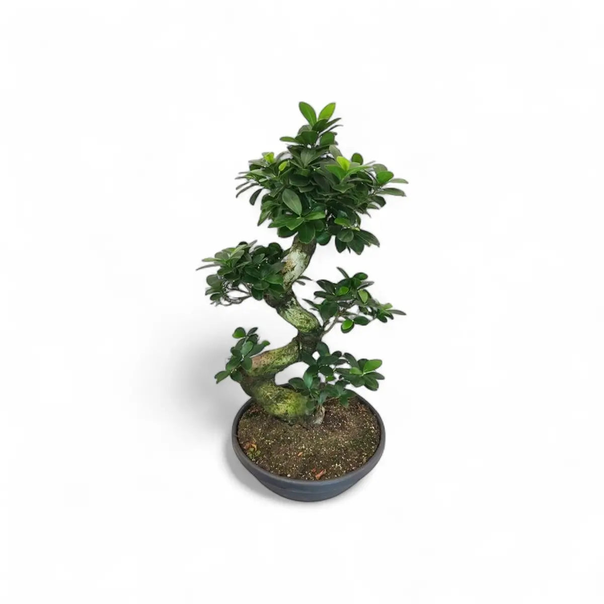 Ficus Ginseng S-Type Bonsai in Bag (50-60cm)