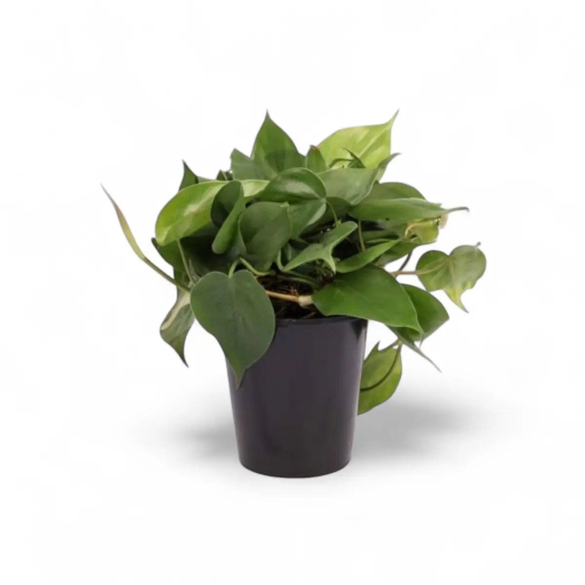 Philodendron Scandens Heartleaf (14cm)