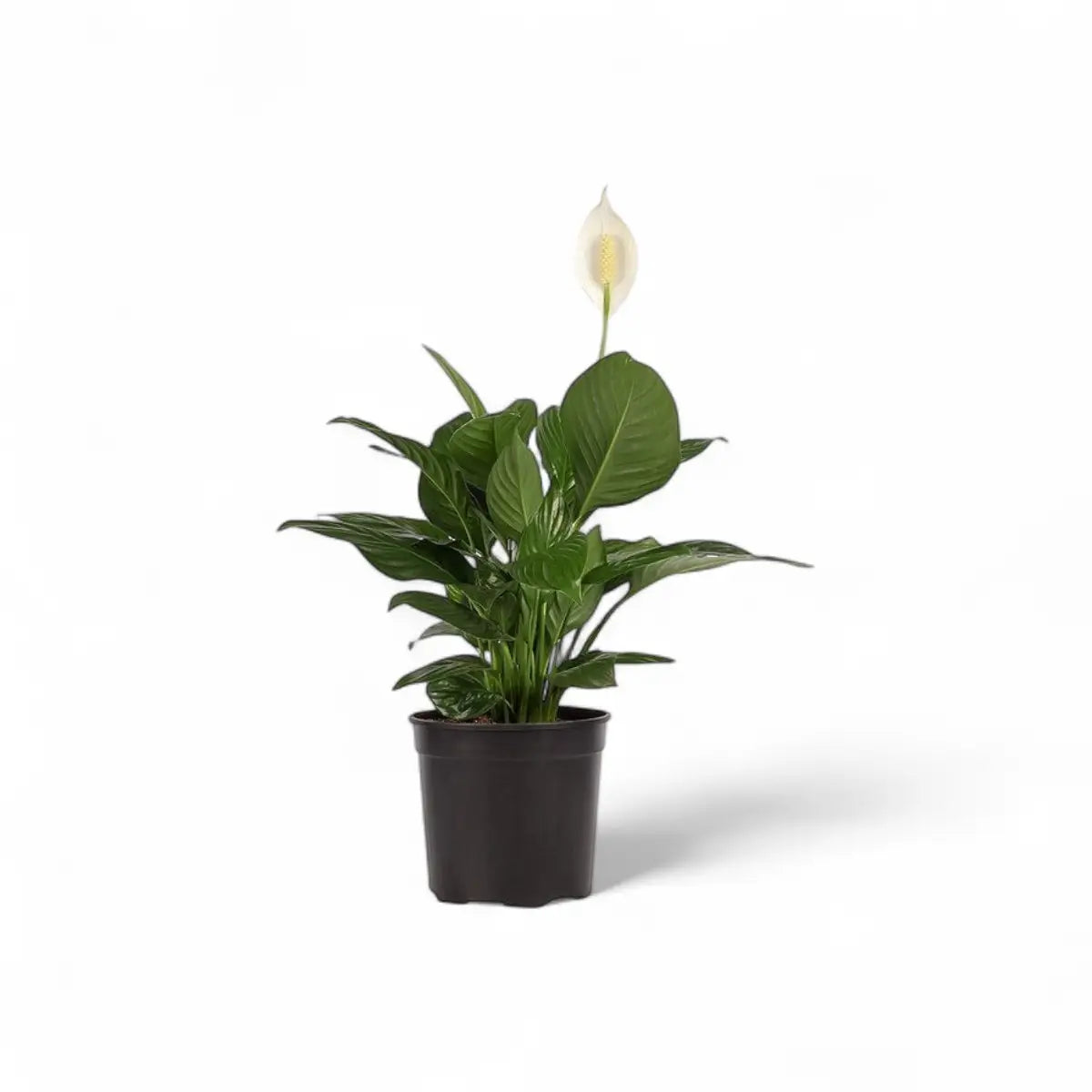 Spathiphyllum Peace Lily (23cm)