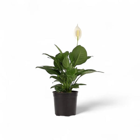 Spathiphyllum Peace Lily (23cm)