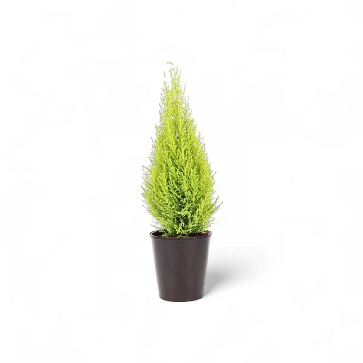 Cupressus Goldcrest Wilma (14cm)