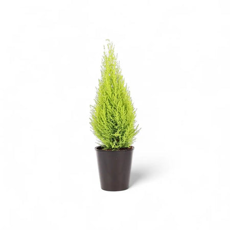 Cupressus Goldcrest Wilma (14cm)