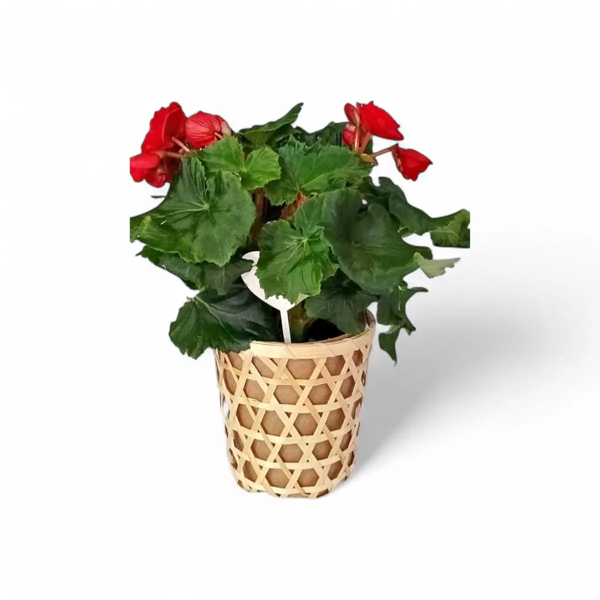 Begonia Elatior in Woven Basket (14cm)