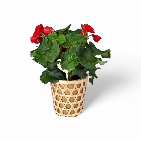 Begonia Elatior in Woven Basket (14cm)