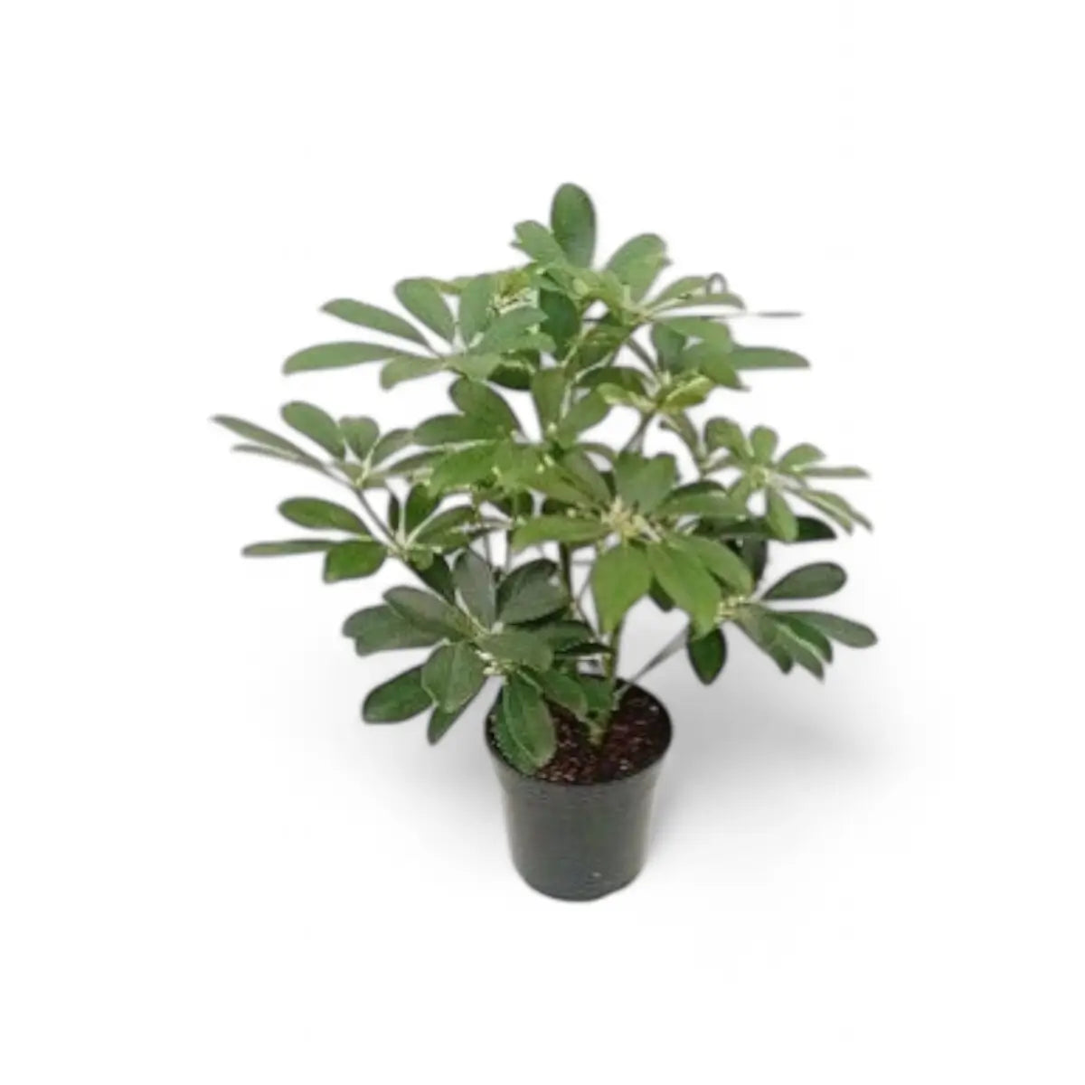 Schefflera Arboricola Umbrella Plant (14cm)