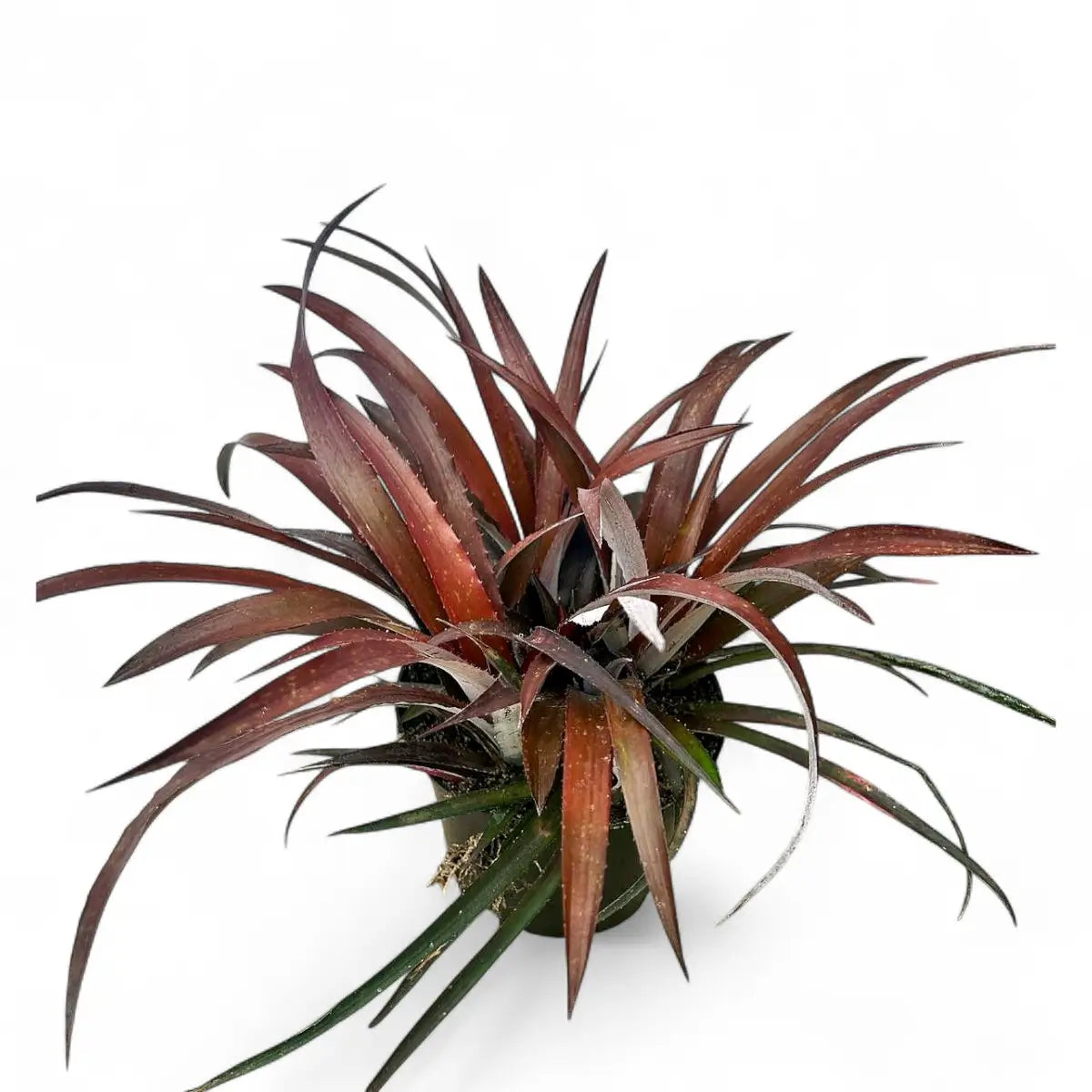 Cryptbergia Assorted (17cm)