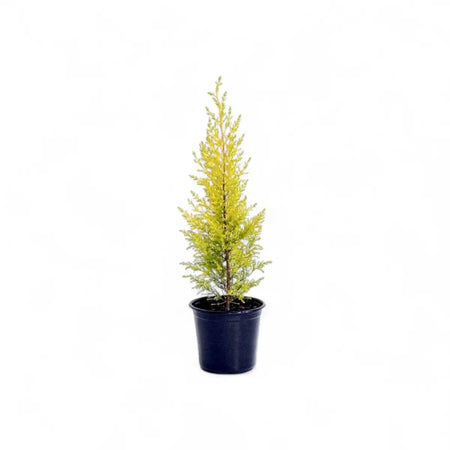 Cupressus Goldcrest Wilma (16.5cm)