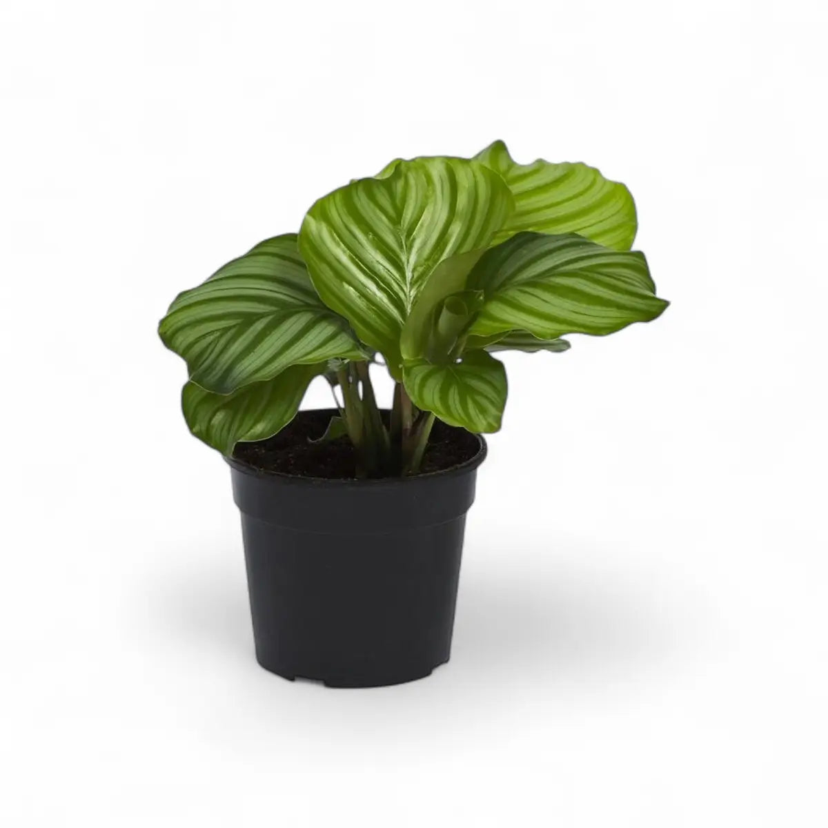 Calathea Orbifolia (14cm)