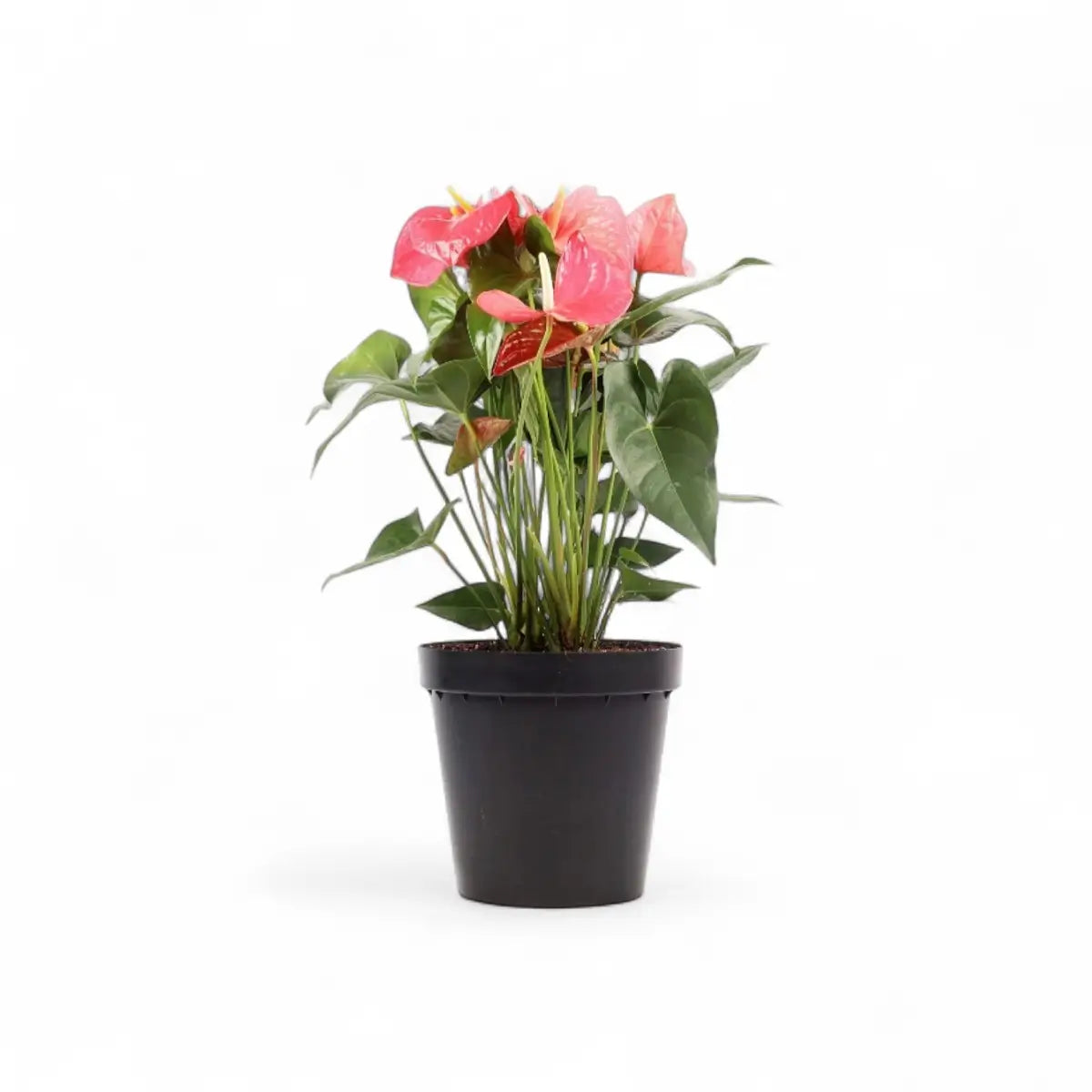 Anthurium Multi-Plant (30cm)
