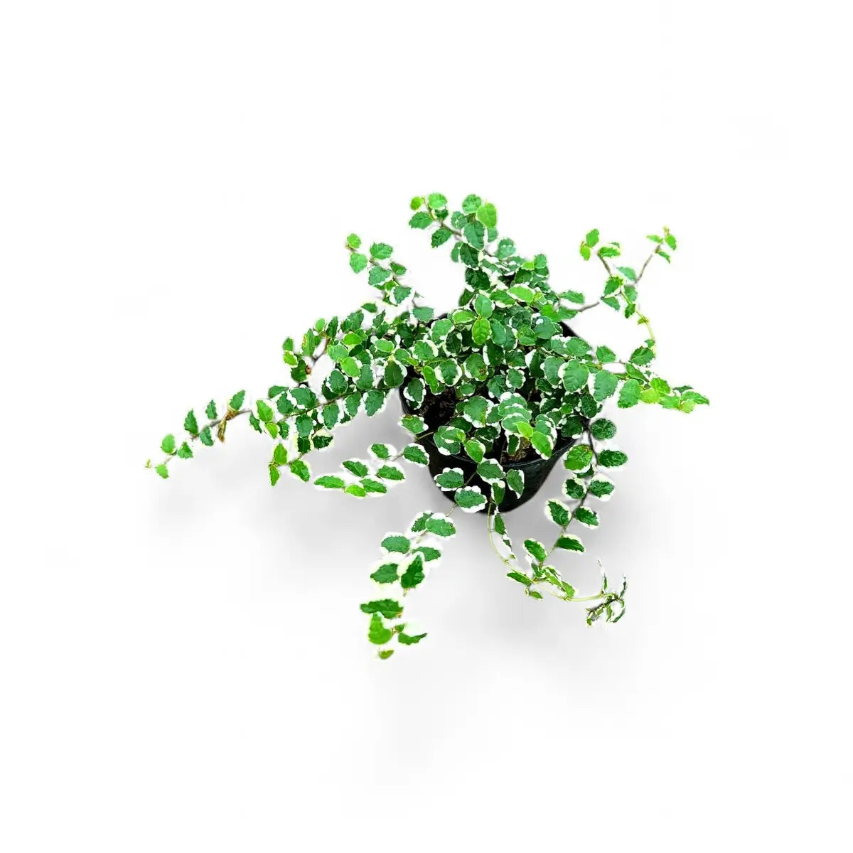 Ficus Pumila Variegata Creeping Fig (12cm)