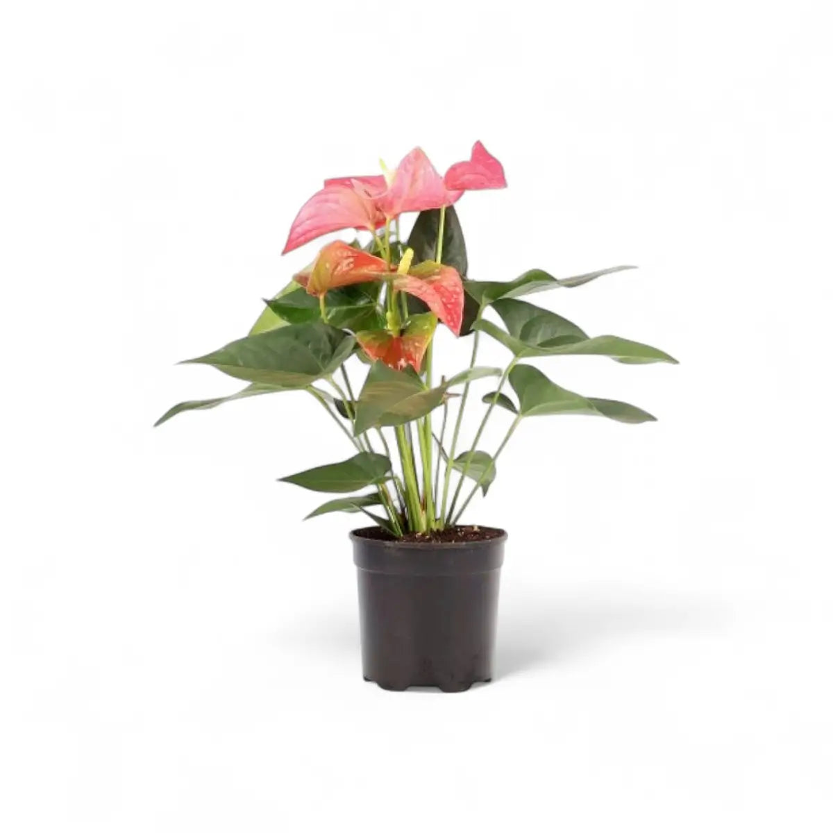 Anthurium - 2 Plants (19cm)