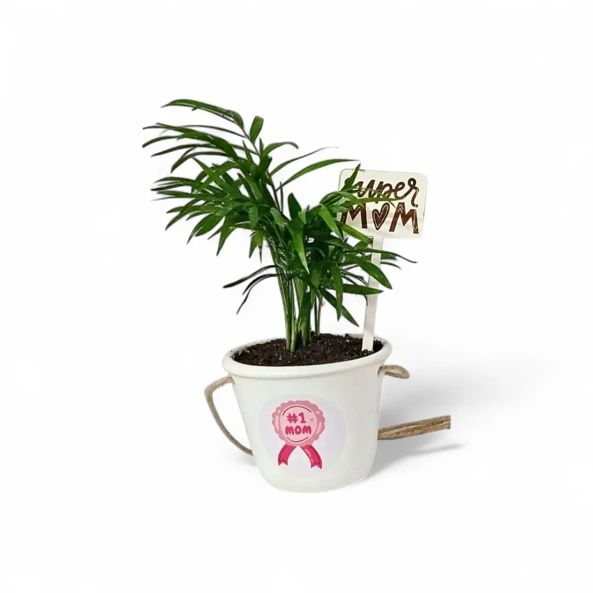 Chamaedorea Palm in White Ceramic Hanging Basket (9cm)