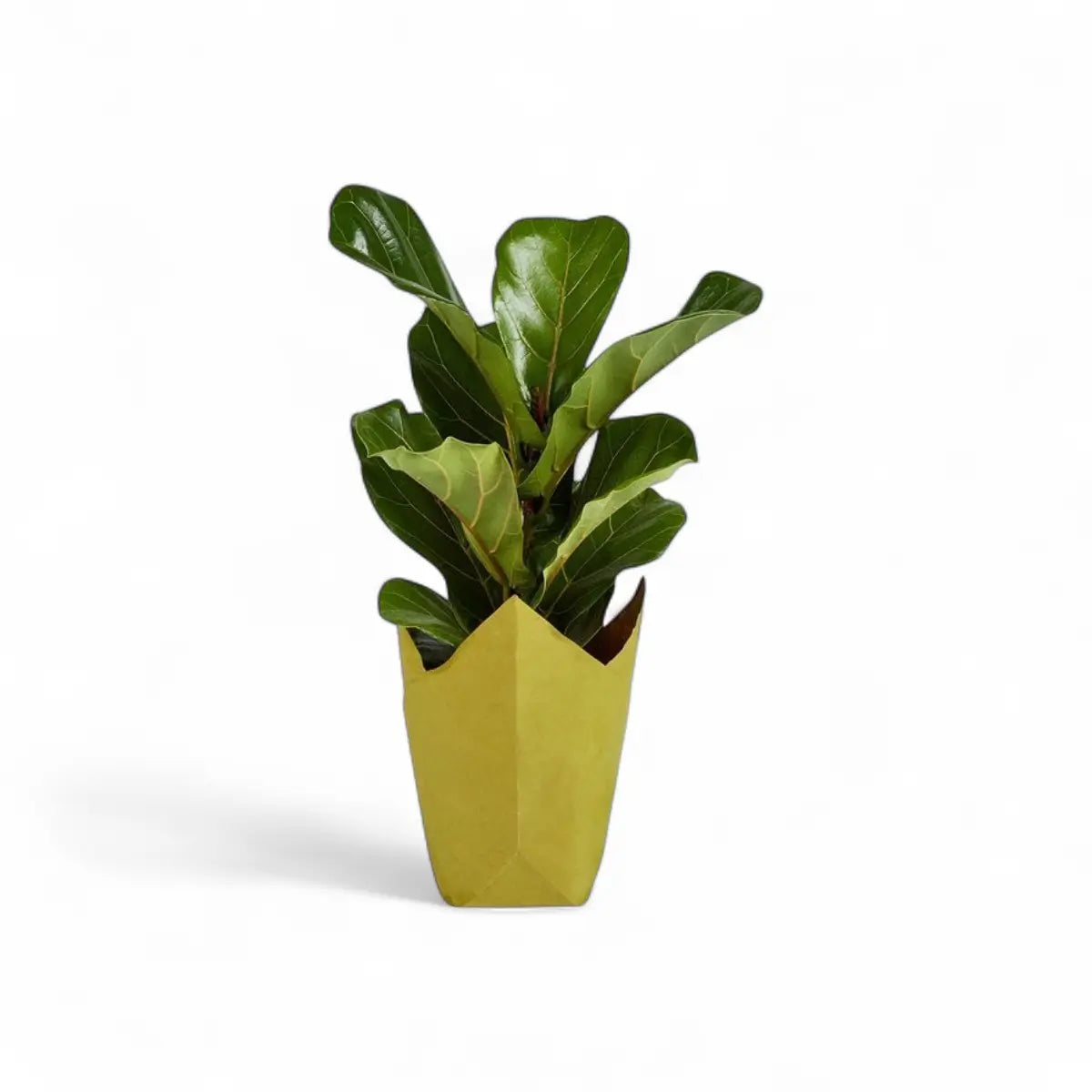 Ficus Audrey (14cm)
