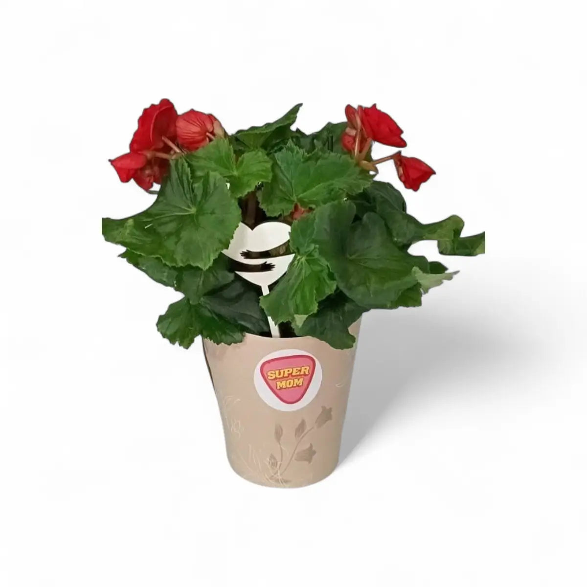 Begonia Elatior in High Back Pot Cover (14cm)