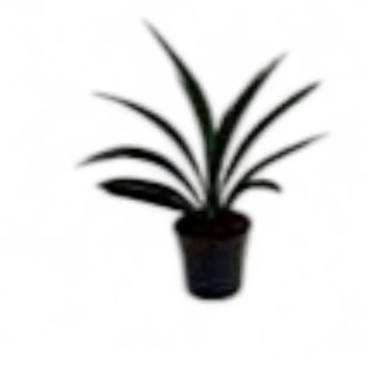 Clivia - Not Flowering (14cm)