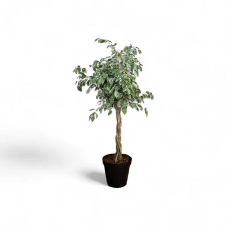 Ficus Golden King Braided (30cm)