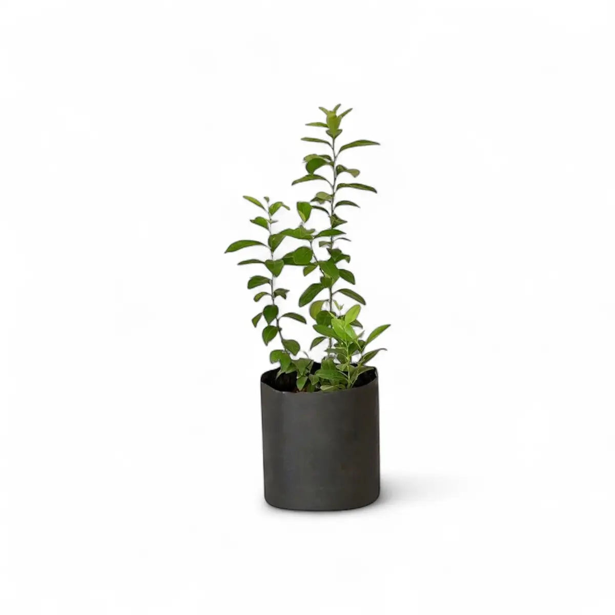 Citrus Dwarf Mini Me - Bearss Lime (16.5cm)