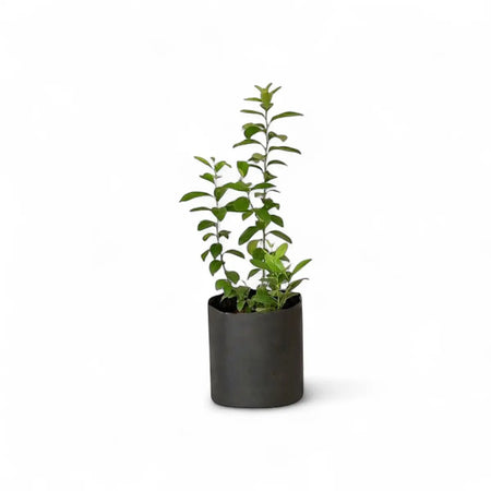 Citrus Dwarf Mini Me - Bearss Lime (16.5cm)