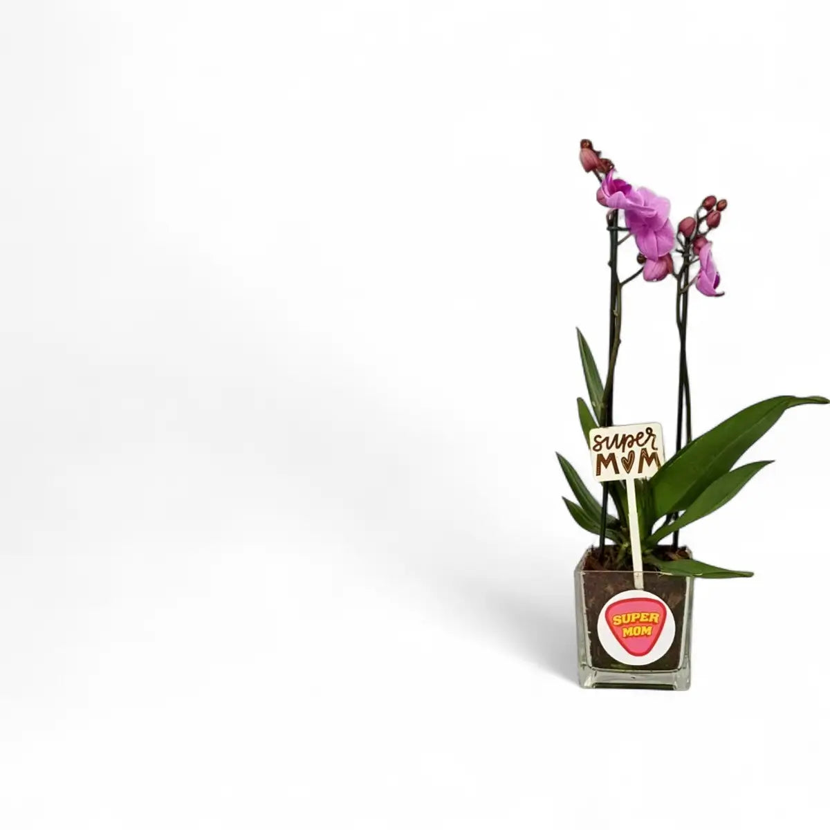 Phalaenopsis Midi Orchid - 2 Stem in Square Glass (9cm)