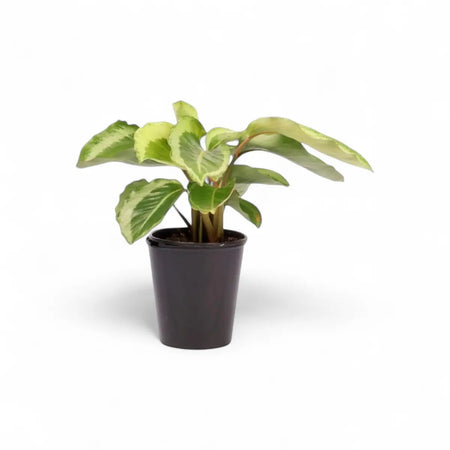 Calathea Maria (14cm)