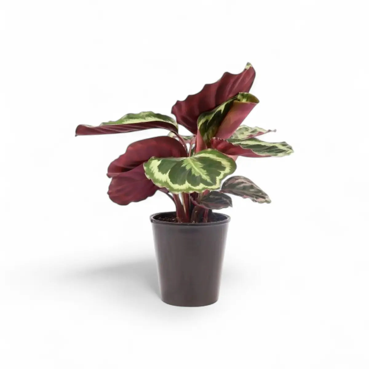 Calathea Medallion (14cm)