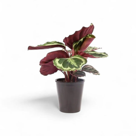 Calathea Medallion (14cm)