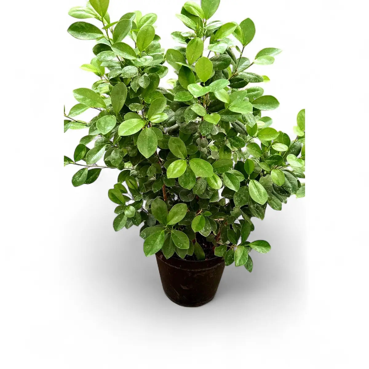Ficus Moclame Bush (30cm)