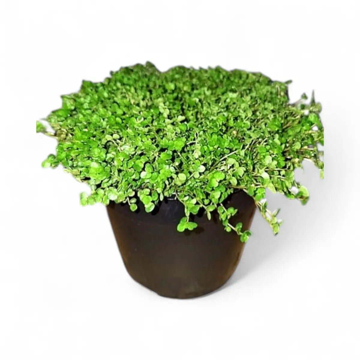 Soleirolia Peace in the Home (14cm)