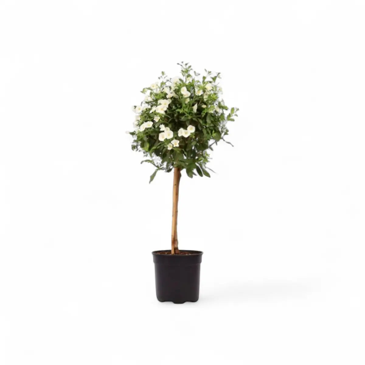 Solanum Patio Standard/Lollipop (19cm)
