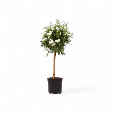 Solanum Patio Standard/Lollipop (19cm)